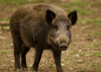 peste porcina y ultima un decreto para controlar la poblacion de jabalies Mediana