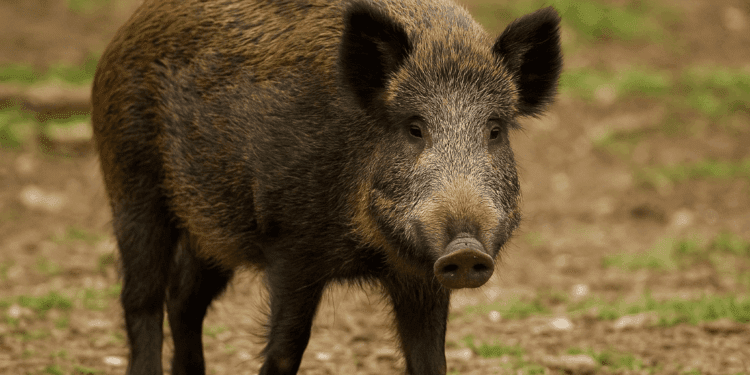 peste porcina y ultima un decreto para controlar la poblacion de jabalies Mediana