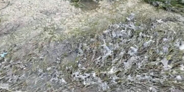 Alerta roja en l’Horta Sur: El goteo incesante de vertidos en Alcàsser que amenaza l’Albufera