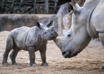 Valencia rinde tributo a la biodiversidad: Bioparc Valencia alcanza su mayoría de edad como referente global