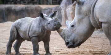 Valencia rinde tributo a la biodiversidad: Bioparc Valencia alcanza su mayoría de edad como referente global