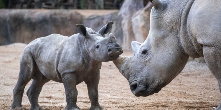 Valencia rinde tributo a la biodiversidad: Bioparc Valencia alcanza su mayoría de edad como referente global