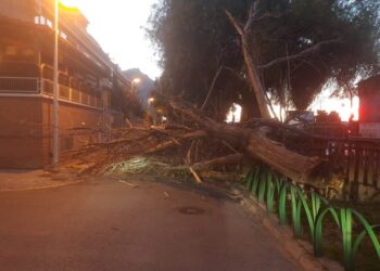 El temporal de viento derriba un árbol de grandes dimensiones en la calle Palmaret de Alboraya