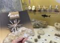 El MUPE bate récords en 2025: El Museo Paleontológico de Elche se consolida como referente científico y turístico