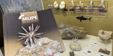 El MUPE bate récords en 2025: El Museo Paleontológico de Elche se consolida como referente científico y turístico
