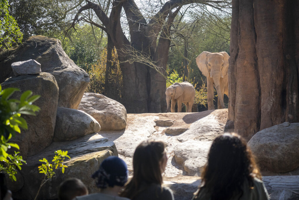 Visitantes observando a los elefantes en la sabana de BIOPARC Valencia