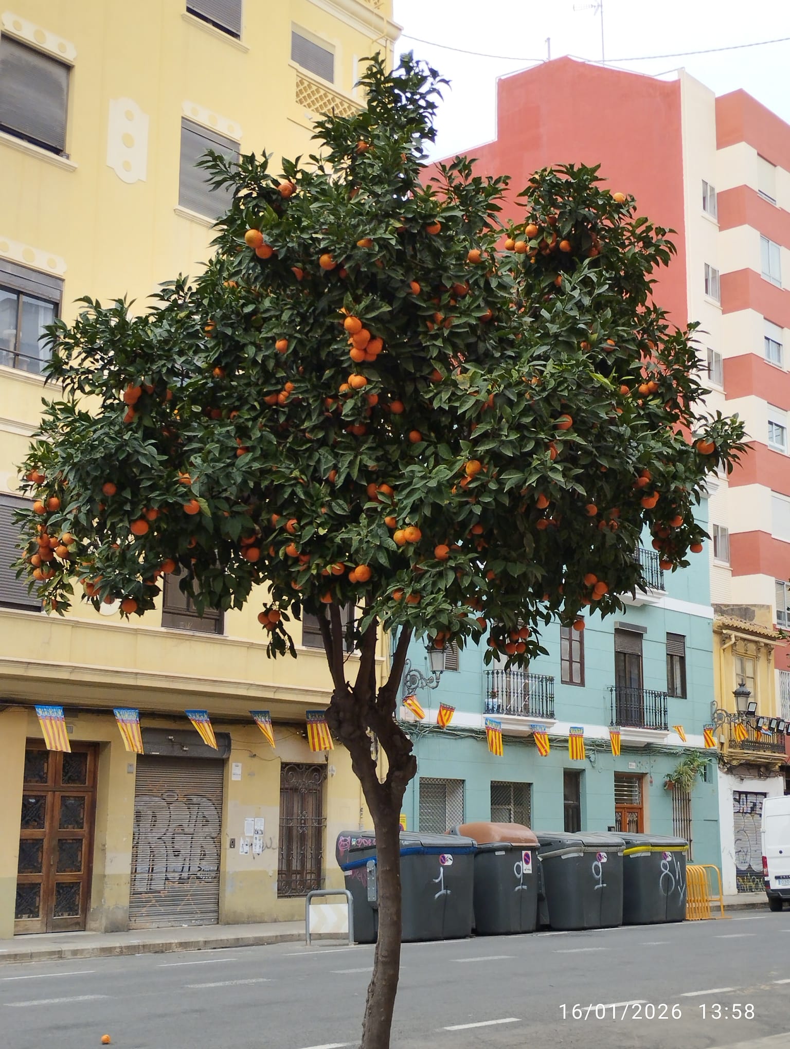 Valencia con San Antonio Abad: Fe, tradición y una gran alianza solidaria por los animales 5 WhatsApp Image 2026 01 16 at 14.07.38
