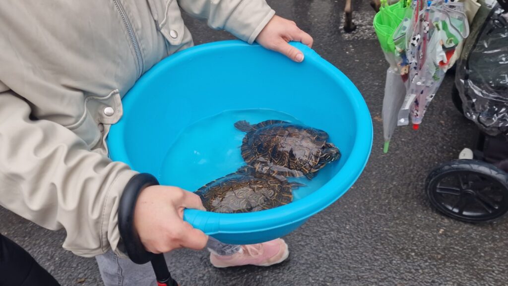 bendicion de animales de la calle Sagunto reune a miles de personas en Valencia por San Antonio Abad 20260117 104730 135 Mediana