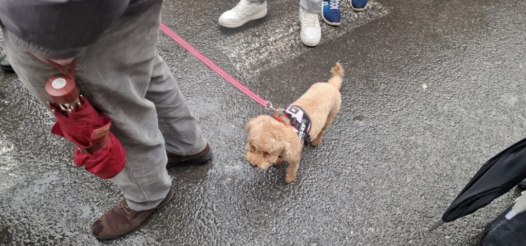 bendicion de animales de la calle Sagunto reune a miles de personas en Valencia por San Antonio Abad 20260117 104730 86 Mediana