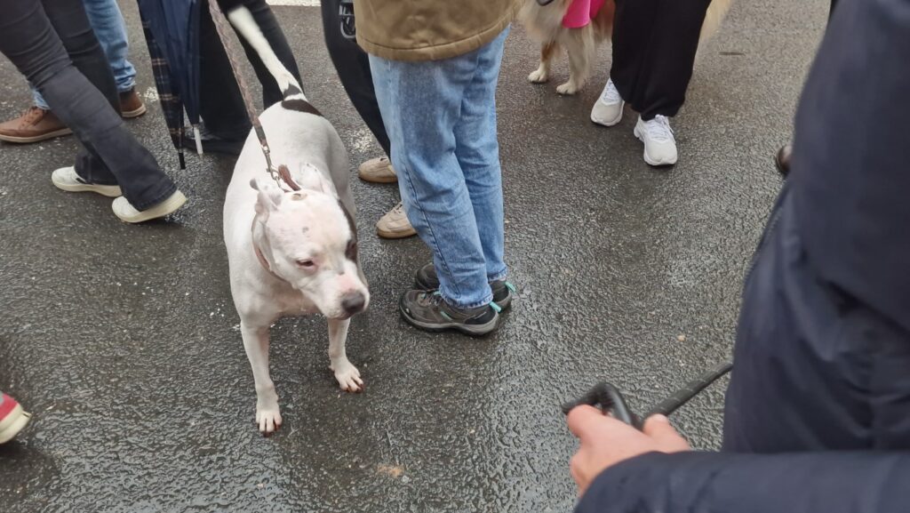 bendicion de animales de la calle Sagunto reune a miles de personas en Valencia por San Antonio Abad 20260117 104730 87 Mediana