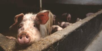 Requena contra la planta de biogás