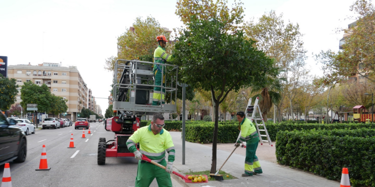 Valencia intensifica la limpieza de calles tras la caída masiva de naranjas por los fuertes vientos