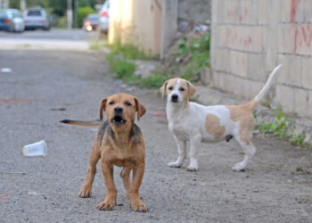 El perro tratado con insecticida reduce la transmision de leishmaniasis a humanos image 380