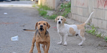 El perro tratado con insecticida reduce la transmision de leishmaniasis a humanos image 380