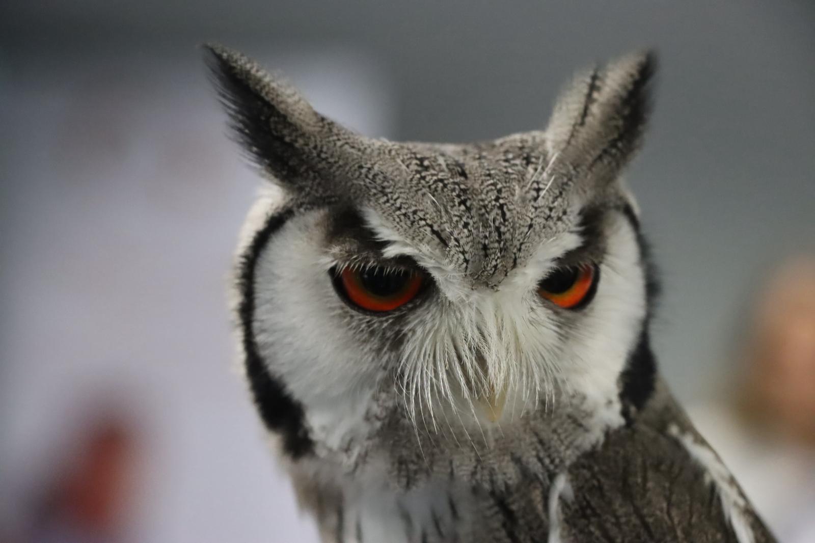 El vuelo de la inclusión: Torrent se rinde al impacto terapéutico de Magic Eagle 2 Fotos Aves 3