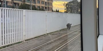 El SEPRONA interviene en Metrovalencia para capturar a un jabalí en el túnel de Empalme