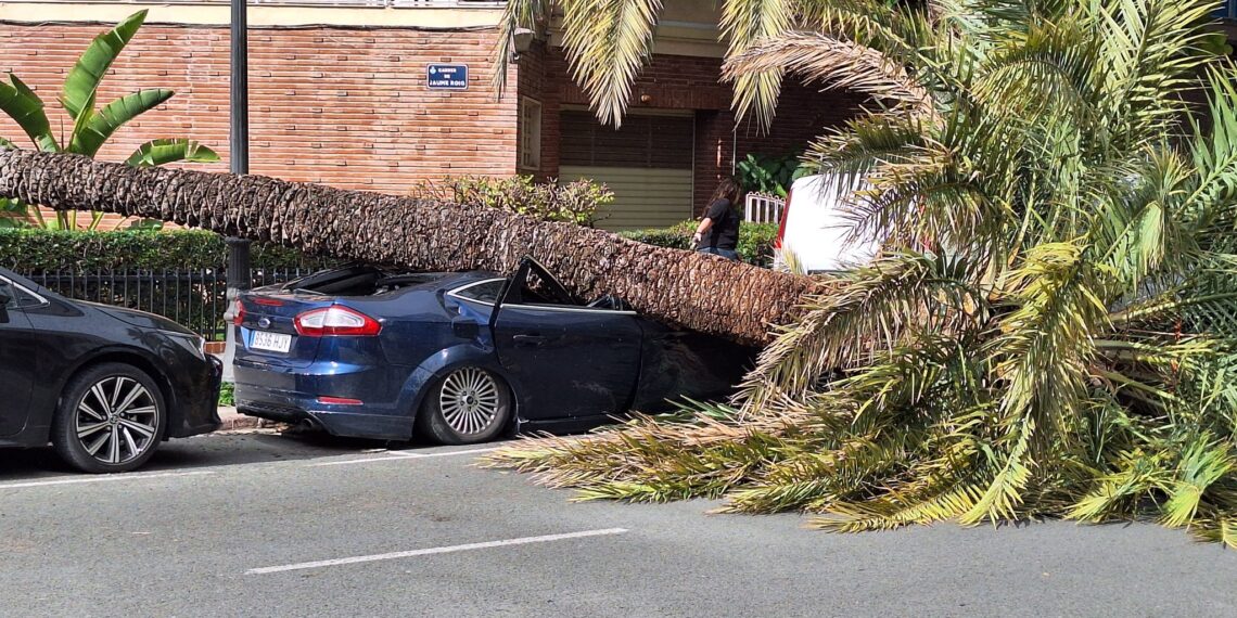 El temporal de viento se ensaña con Valencia: una palmera aplasta un vehículo en la calle Jaume Roig