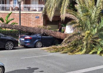 El temporal de viento se ensaña con Valencia: una palmera aplasta un vehículo en la calle Jaume Roig