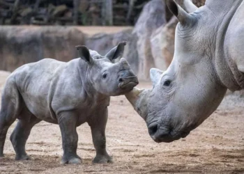 BIOPARC Valéncia celebra su 18º aniversario con promoción especial