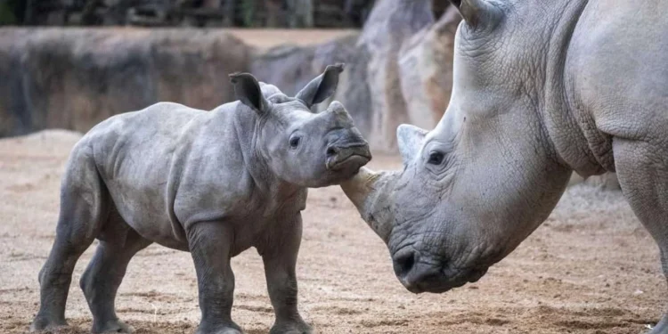 BIOPARC Valéncia celebra su 18º aniversario con promoción especial