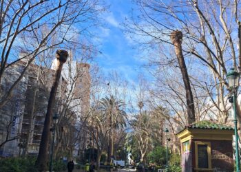 Gran cantidad de palmeras de la Gran Via afectadas por picudo. ¿Dónde está la concejalía de Parques y Jardines?
