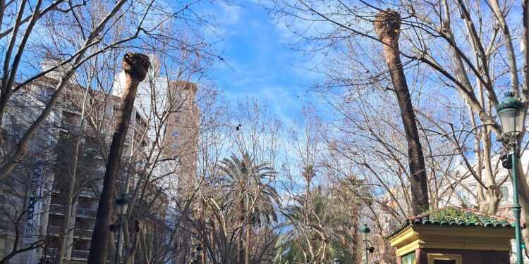 Gran cantidad de palmeras de la Gran Via afectadas por picudo. ¿Dónde está la concejalía de Parques y Jardines?
