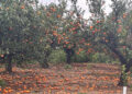 El campo valenciano, contra las cuerdas: AVA-ASAJA exige una reforma urgente del seguro agrario ante el azote climático