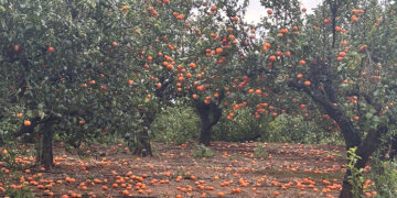 El campo valenciano, contra las cuerdas: AVA-ASAJA exige una reforma urgente del seguro agrario ante el azote climático