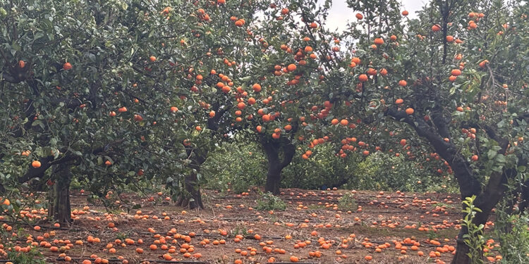 El campo valenciano, contra las cuerdas: AVA-ASAJA exige una reforma urgente del seguro agrario ante el azote climático