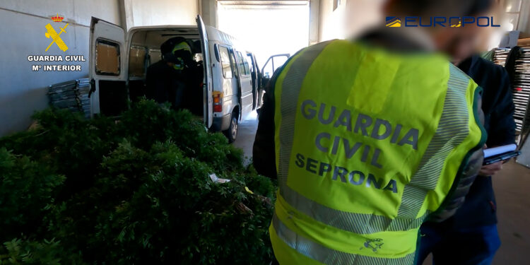 Detenidas 10 personas por expoliar cerca de mil toneladas de lentisco y exportarlo desde Tarragona a Europa