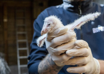Esperanza alada en Valencia: Nacen los primeros polluelos de lechuza para recuperar la especie