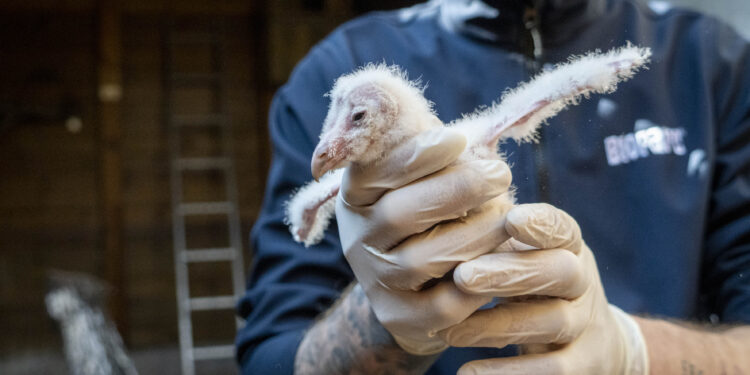 Esperanza alada en Valencia: Nacen los primeros polluelos de lechuza para recuperar la especie 1 Esperanza alada en Valencia: Nacen los primeros polluelos de lechuza para recuperar la especie