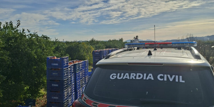 1 detenido y otros 4 investigados por sustracción de cítricos ilegalmente en Carcaixent y luego proceder a su venta