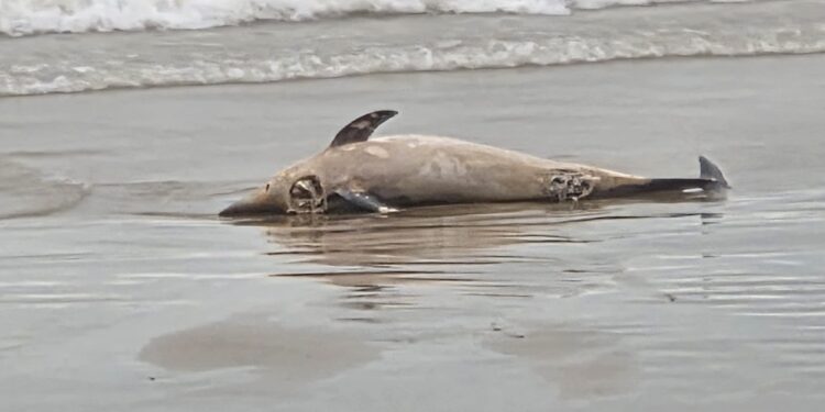Aparece el segundo delfín muerto en unos días en las costas de Port Saplaya