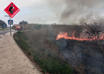 La rápida intervención de los bomberos evita que un incendio de cañar en San Fulgencio pase a mayores
