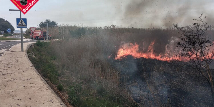 La rápida intervención de los bomberos evita que un incendio de cañar en San Fulgencio pase a mayores