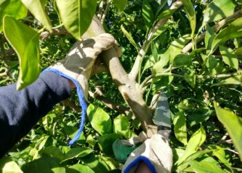 AVA-ASAJA fomenta la prevención de riesgos en el uso de herramientas de poda en el sector agrario