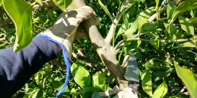 AVA-ASAJA fomenta la prevención de riesgos en el uso de herramientas de poda en el sector agrario