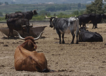 El sector ganadero de Castellón en alerta máxima: exigen vacunación urgente ante el avance de la DNC
