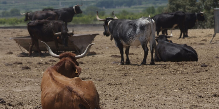 El sector ganadero de Castellón en alerta máxima: exigen vacunación urgente ante el avance de la DNC 1 El sector ganadero de Castellón en alerta máxima: exigen vacunación urgente ante el avance de la DNC