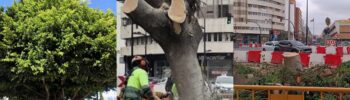 Valencia pierde su ficus monumental bajo la sombra de la reforma de Giorgeta