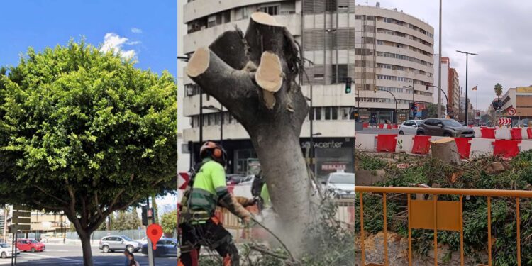 Valencia pierde su ficus monumental bajo la sombra de la reforma de Giorgeta
