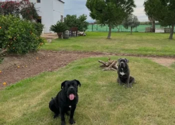 india y thor tienen cinco anos 2bbc