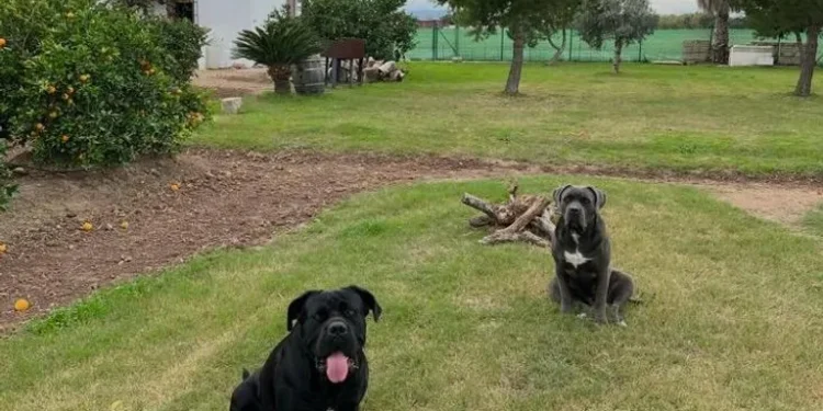 Alerta en Pinedo: Buscan a India y Thor, dos Cane Corso robados para su cría ilegal 1 india y thor tienen cinco anos 2bbc