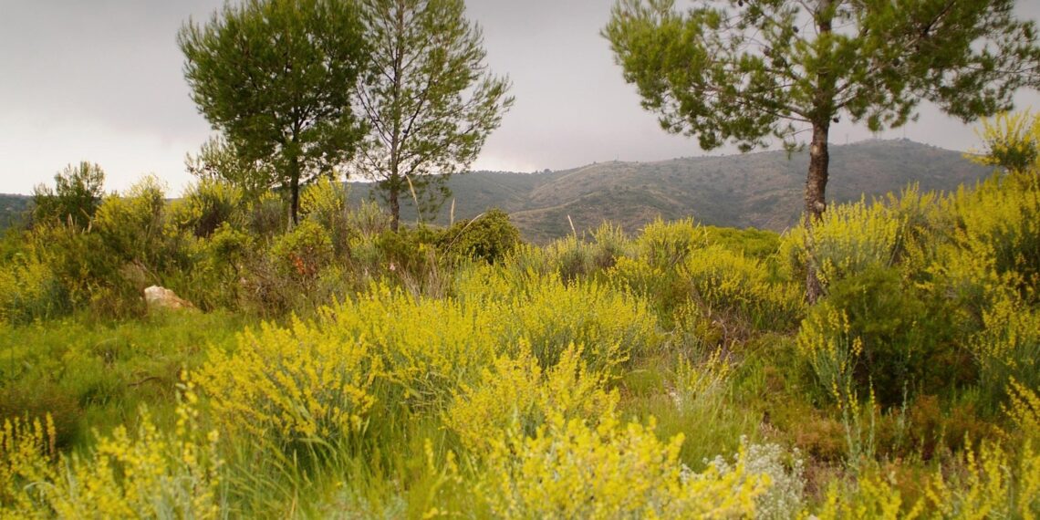 Torrent incorpora 58 hectáreas de monte público en la Serra Perenchisa 1 Torrent incorpora 58 hectáreas de monte público en la Serra Perenchisa