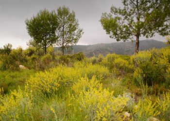 Torrent incorpora 58 hectáreas de monte público en la Serra Perenchisa