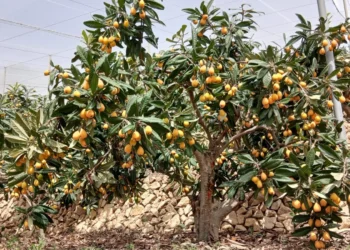 3b5523bc 34bd 4447 979f a444a4020305 16 9 aspect ratio 1600w 1008362