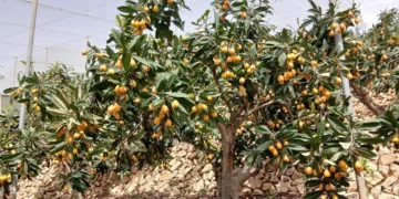 3b5523bc 34bd 4447 979f a444a4020305 16 9 aspect ratio 1600w 1008362