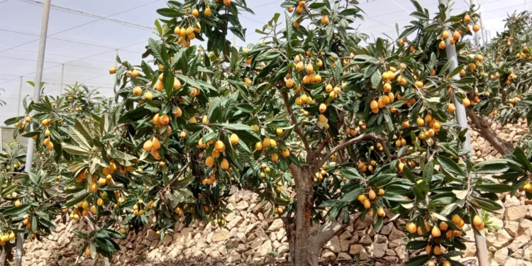 La lluvia impulsa la campaña del níspero en la Marina Baixa, que alcanzará las 10.000 toneladas 1 3b5523bc 34bd 4447 979f a444a4020305 16 9 aspect ratio 1600w 1008362