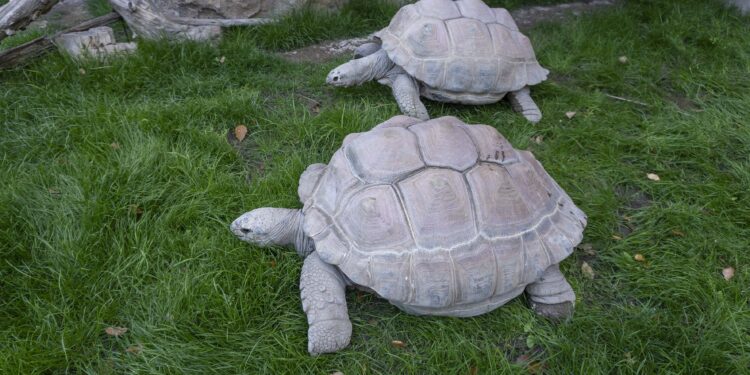 Las tortugas gigantes regresan al exterior en BIOPARC Valencia con la llegada de la primavera